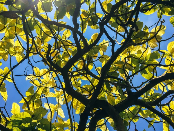 Jatuh Daun Pohon Kuning Taman — Stok Foto