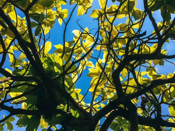 Jatuh Daun Pohon Kuning Taman — Stok Foto