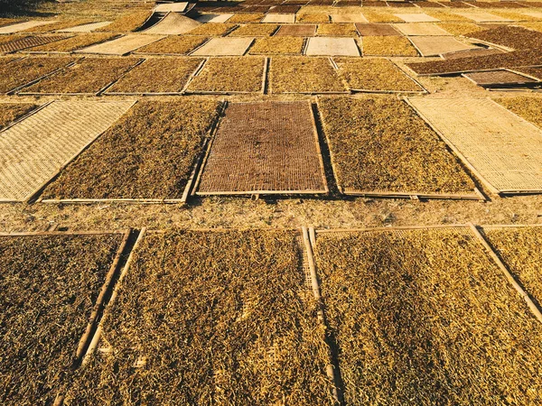 Alghe Laminaria Essiccazione Sul Campo — Foto Stock