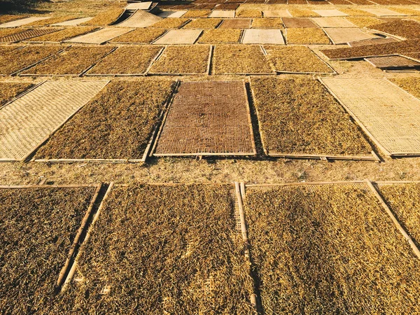 Alghe Laminaria Essiccazione Sul Campo — Foto Stock