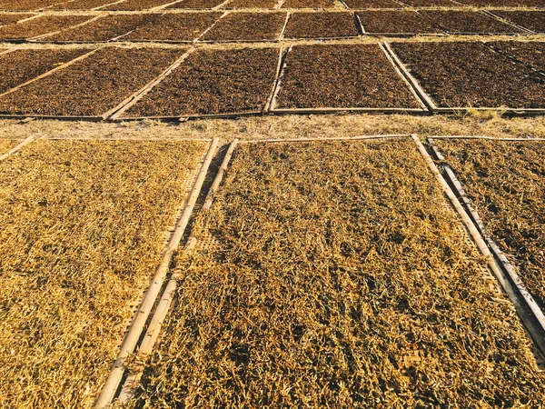 Alghe Laminaria Essiccazione Sul Campo — Foto Stock