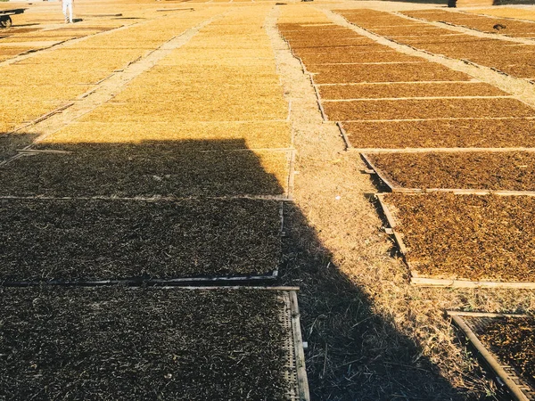 yosun laminaria alanında kurutma