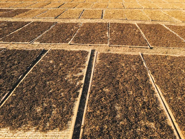 Seaweeds Laminaria Drying Field — Stock Photo, Image