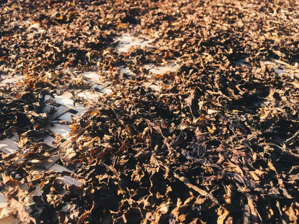 Alghe Laminaria Essiccazione Sul Campo — Foto Stock