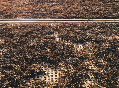 yosun laminaria alanında kurutma