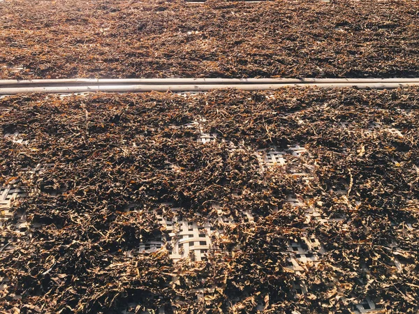 Alghe Laminaria Essiccazione Sul Campo — Foto Stock