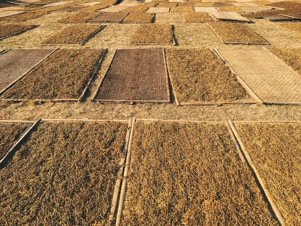 Alghe Laminaria Essiccazione Sul Campo — Foto Stock