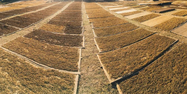 Alghe Laminaria Essiccazione Sul Campo — Foto Stock