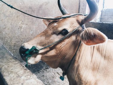 İnek kafasının yakınına.