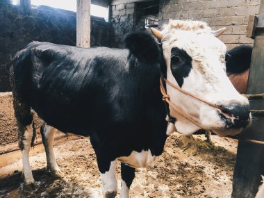 Çiftlikteki beyaz inek.