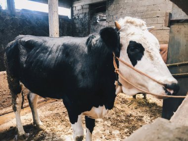 Simmental (bos toros) geleneksel çiftlikte sığır snout, Boyolali, Endonezya. Geleneksel hayvancılık konsepti.