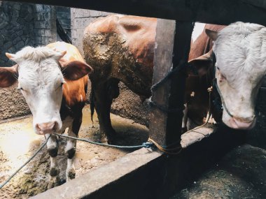 Hayvanat bahçesinde bir inek.