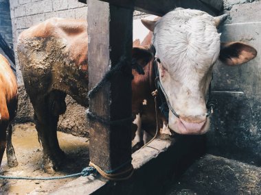 hayvanat bahçesinde iki fil.