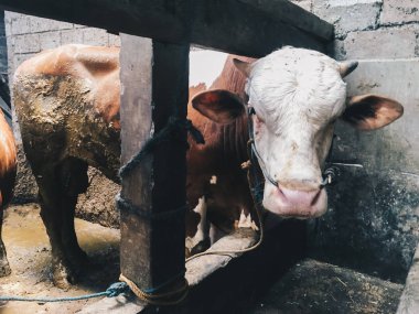 Hayvanat bahçesinde iki domuz.