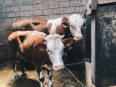 Çiftlikteki inek kafası.