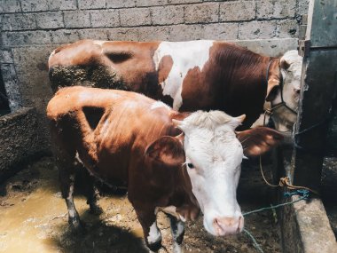 Simmental (bos toros) geleneksel çiftlikte sığır snout, Boyolali, Endonezya. Geleneksel hayvancılık konsepti.