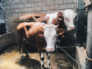 Simmental (bos toros) geleneksel çiftlikte sığır snout, Boyolali, Endonezya. Geleneksel hayvancılık konsepti.
