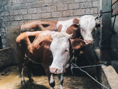 Çiftlikteki inek kafası.