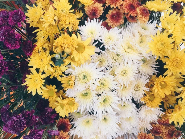 Flores Otoño Cerca —  Fotos de Stock