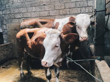 Bir çiftlikte iki inek.