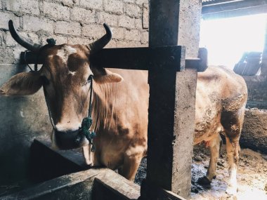 Nehir çiftliğindeki inek