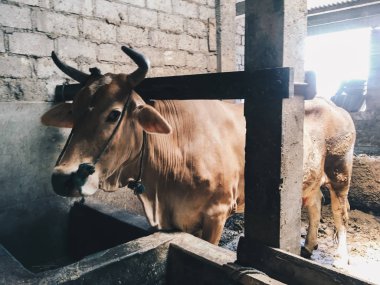 Nehir çiftliğindeki bufalo