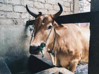 Çiftlikteki bir ineğin kafası