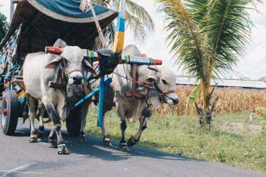 Endonezya 'da Gerobak Sapi Festivali' ne giderken yolda saman taşıyan iki beyaz öküzlü inek arabası ya da Gerobak Sapi.
