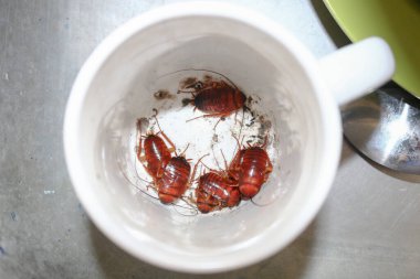 Camdaki hamamböceği perisi, Sağlıklı için Kirli ve Tehlike.