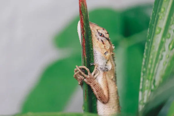 Oriental Garden Fence Lizard Calotes Versicolor Sitting Branch Tropical Jungle — Stock Photo, Image