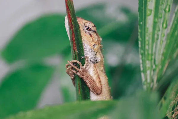 Oriental Garden Fence Lizard Calotes Versicolor Sitting Branch Tropical Jungle — Stock Photo, Image
