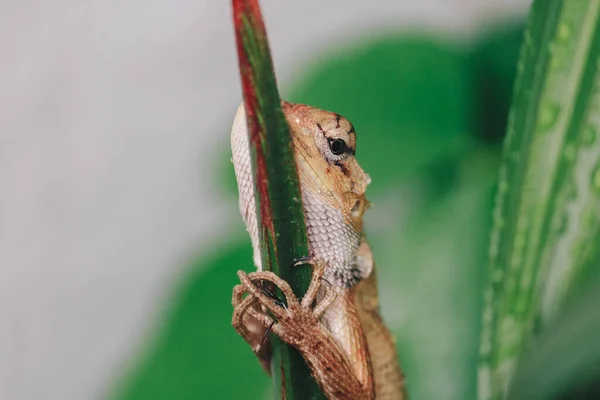 Orientální Zahradní Plot Ještěrka Nebo Calotes Versicolor Sedí Větvi Tropické — Stock fotografie