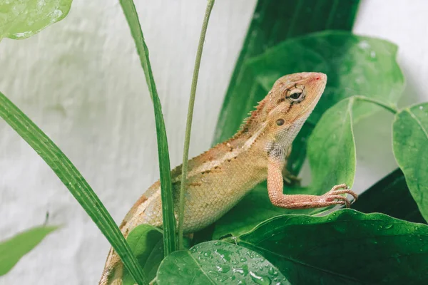 Lagarto Cerca Jardim Oriental Calotes Versicolor Sentado Ramo Selva Tropical — Fotografia de Stock