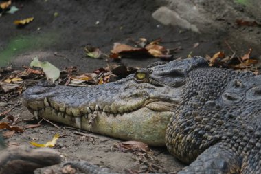 Tuzlu su timsahı (Crocodylus porosus) veya tuzlu su timsahı veya Hint Avustralya timsahı veya insan yiyen timsah. Bataklıkta güneşlenmek..