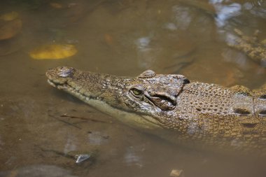 Tuzlu su timsahı (Crocodylus porosus) veya tuzlu su timsahı veya Hint Avustralya timsahı veya insan yiyen timsah. Bataklıkta güneşlenmek..