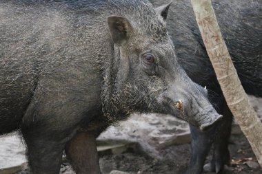 Vahşi doğada yaban domuzu (sus scrofa ferus) yakın çekim.