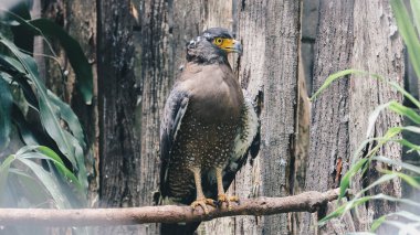 Yılan Kartal, Tepeli Yılan Kartal (Spilornis cheela) ağaç zeminli dalda oturuyor