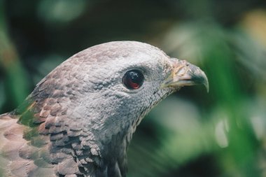 Doğulu akbaba (Pernis ptilorhynchus), yırtıcı kuş pençesi.