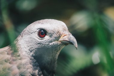 Doğulu akbaba (Pernis ptilorhynchus), yırtıcı kuş pençesi.