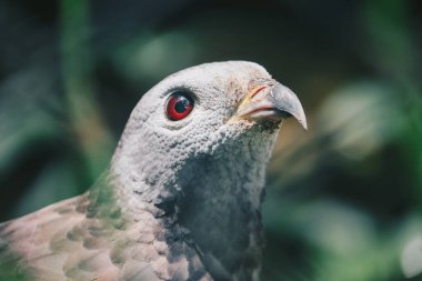 Doğulu akbaba (Pernis ptilorhynchus), yırtıcı kuş pençesi.
