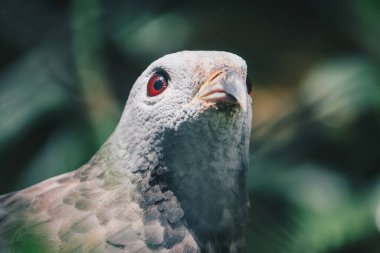 Doğulu akbaba (Pernis ptilorhynchus), yırtıcı kuş pençesi.