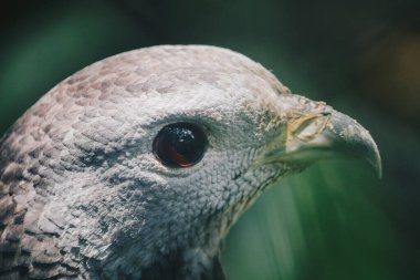 Doğulu akbaba (Pernis ptilorhynchus), yırtıcı kuş pençesi.