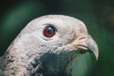 Doğulu akbaba (Pernis ptilorhynchus), yırtıcı kuş pençesi.