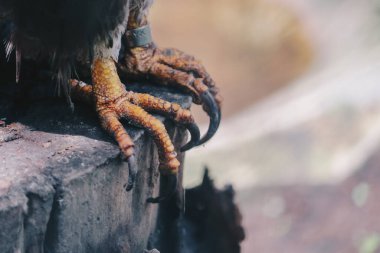 Doğulu akbaba (Pernis ptilorhynchus), yırtıcı kuş pençesi.
