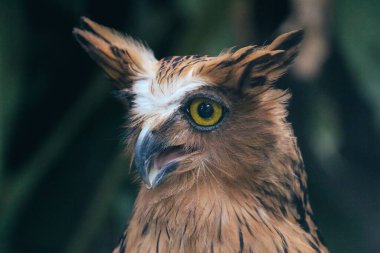 Buffy balık baykuşu (Ketupa ketupu) Malay balık baykuşu olarak da bilinir.