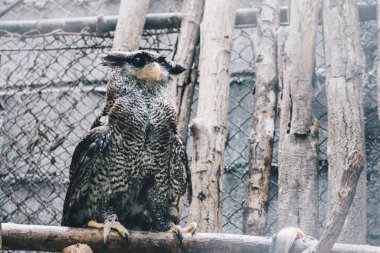 Çubuklu kartal baykuşu (Bubo sumatranus), dalda Beluk jampuk veya Malay kartal baykuşu olarak da bilinir.