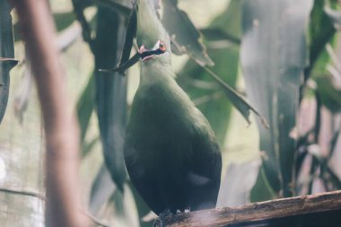 Gine Turaco (Tauraco persa) veya turaco hijau kuşu bir ağaç dalında