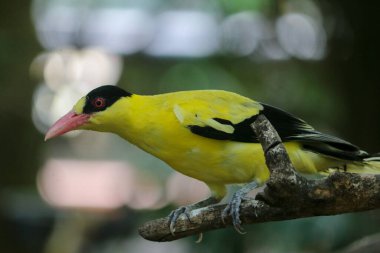 Black Naped Oriole (Oriolus chinensis) ya da bir ağaç dalına tünemiş tek sarı kuş.