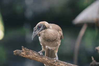Ağaç dalında oturan başlıklı Friarbird Philemon Buceroides 'in yakın portresi. Çok garip uzun kafa, çirkin kuş..