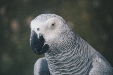 Afrikalı gri bir papağana yaklaş.